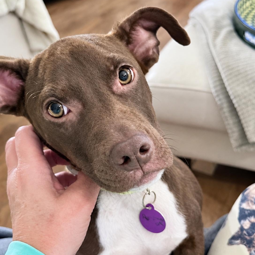 Enlarge Persimmon (Simmi), a Adoptable mixed breed in Cedarburg, WI image 3/5