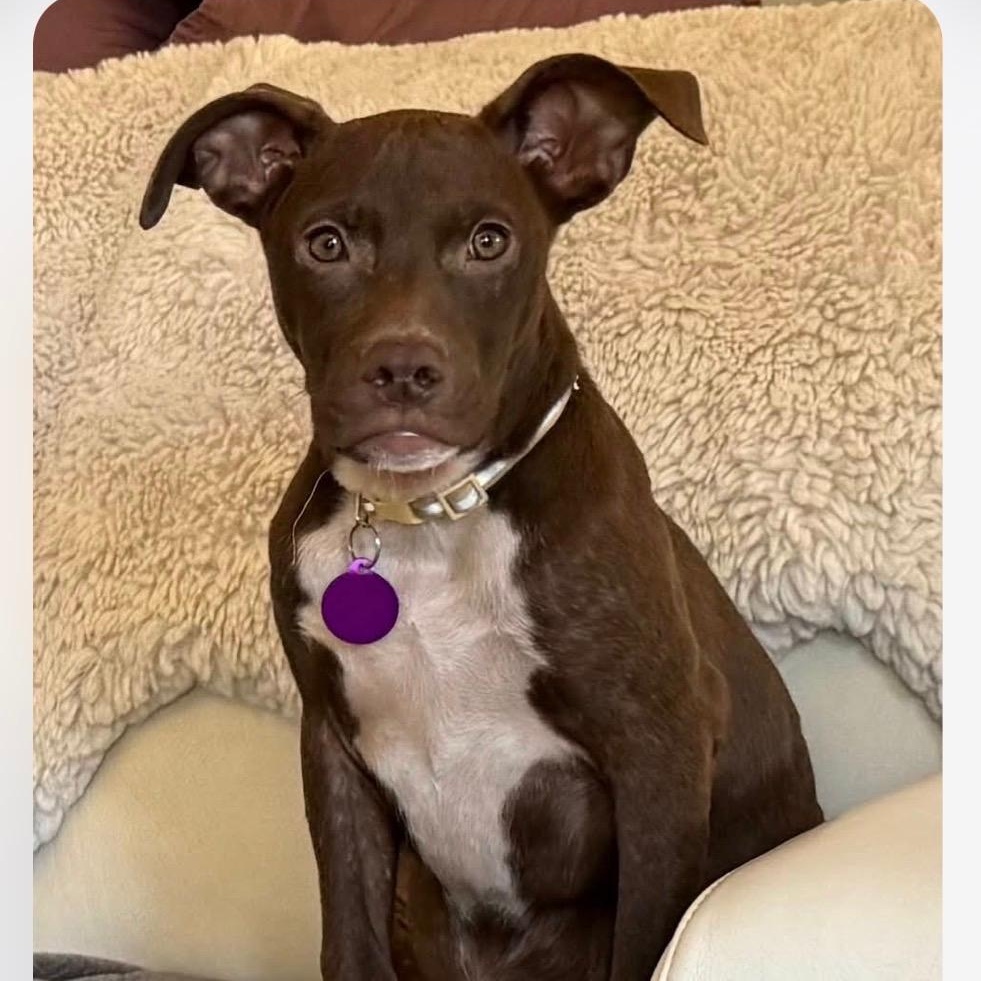 Enlarge Persimmon (Simmi), a Adoptable mixed breed in Cedarburg, WI image 1/5