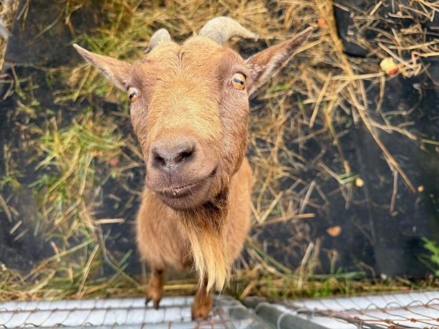 Enlarge LORETTA, a Adoptable Goat in Santa Rosa, CA image 1/1