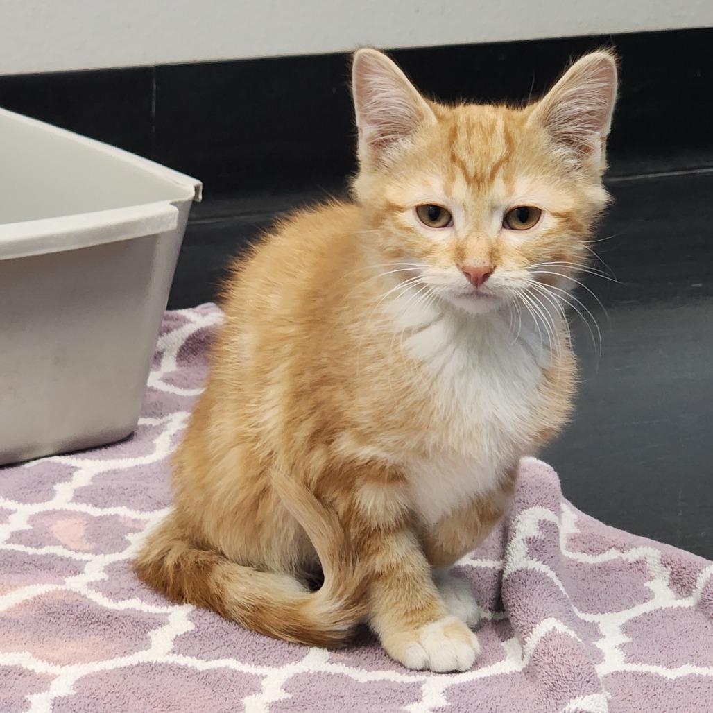 Solace, Adoptable, Kitten Male Domestic Short Hair.