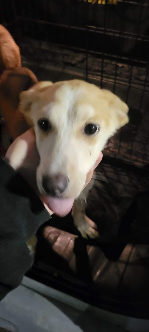 Dakota, a Adopted mixed breed in Cincinnati, OH image 1/2