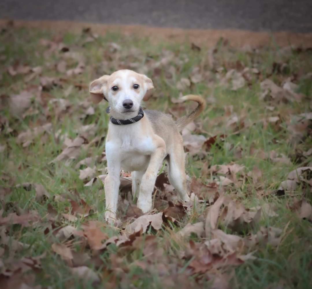 Dakota, a Adopted mixed breed in Cincinnati, OH image 2/2
