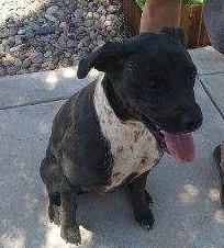 Zadie-Hesperia, CA