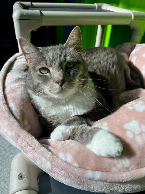 Enlarge Nikki, a Adoptable mixed breed in Tyler, TX image 3/6