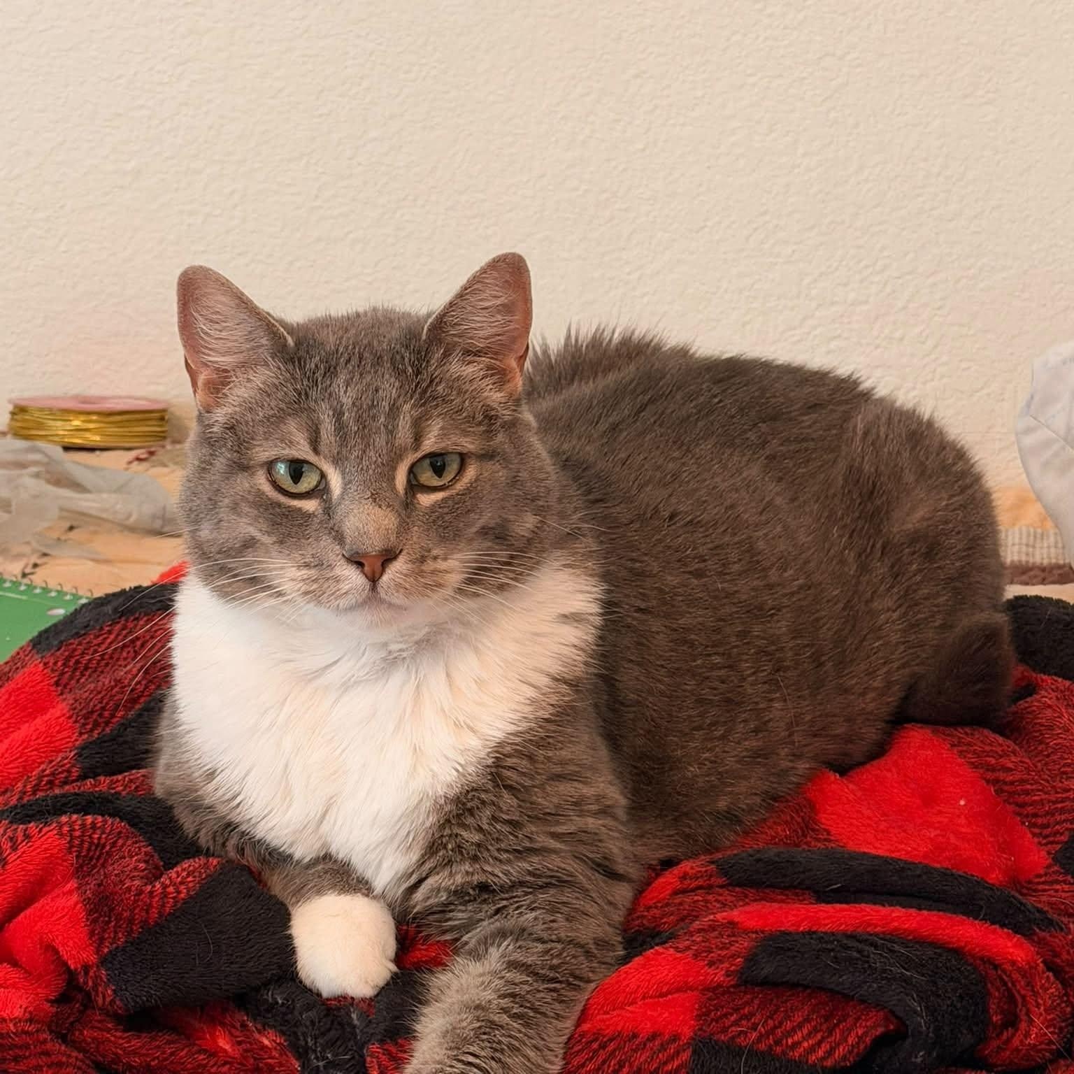 Enlarge Nikki, a Adoptable mixed breed in Tyler, TX image 2/6