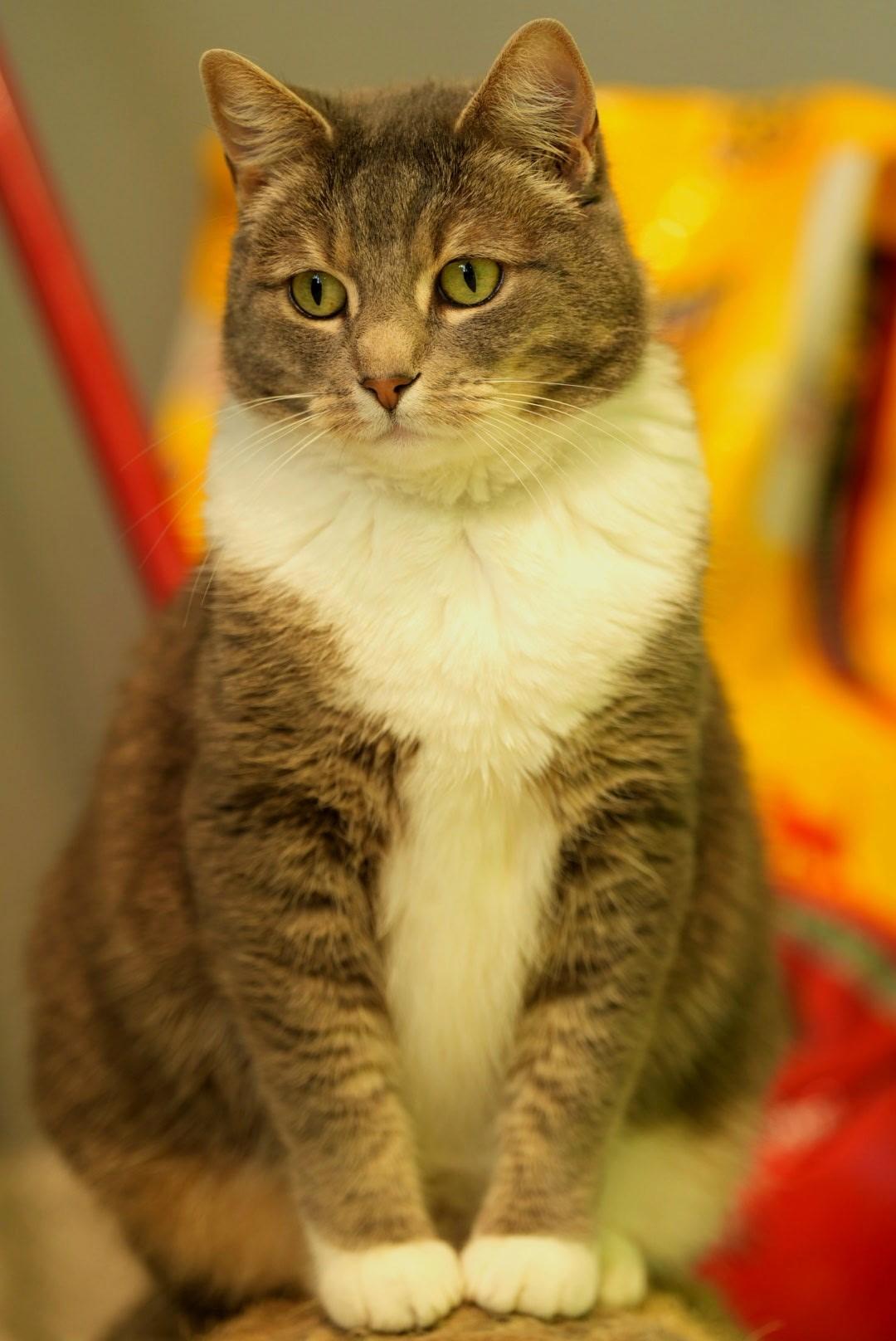 Enlarge Nikki, a Adoptable mixed breed in Tyler, TX image 4/6