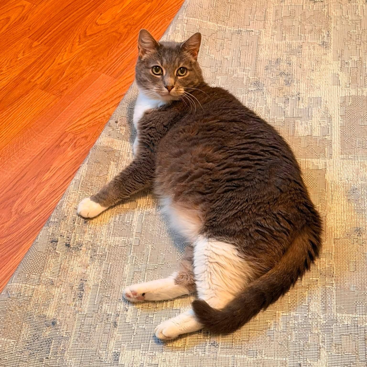 Nikki, Adoptable, Adult Female Domestic Short Hair.