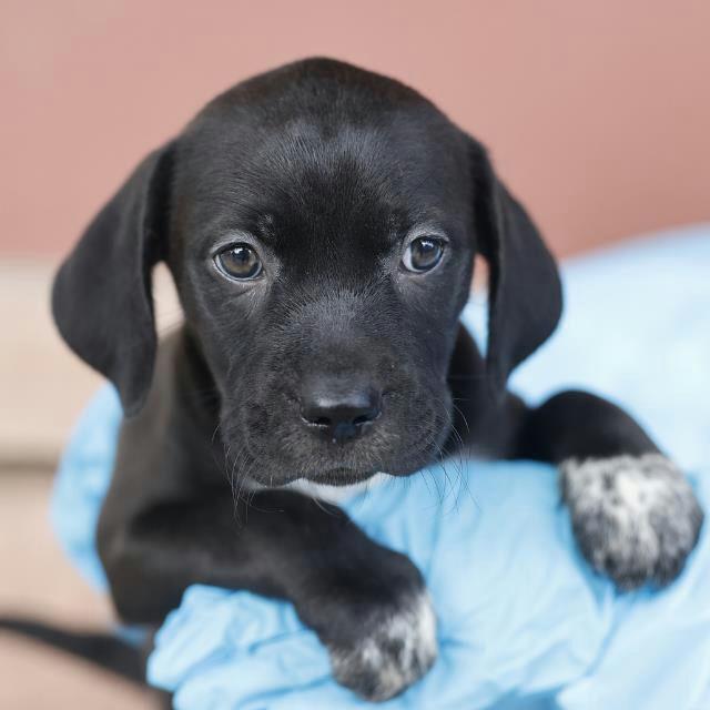 Enlarge Jewel, a Adoptable mixed breed in Dallas, TX image 1/4