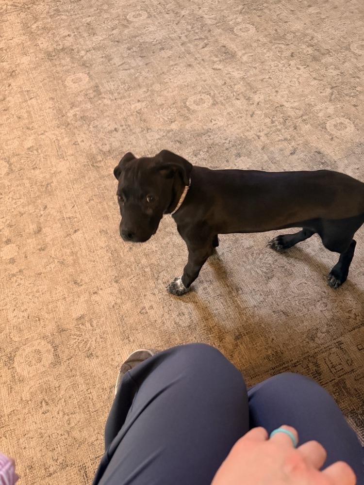Enlarge Jewel, a Adoptable mixed breed in Dallas, TX image 2/4