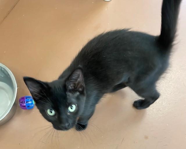 Mantis, adopted, Young Male Domestic Short Hair.