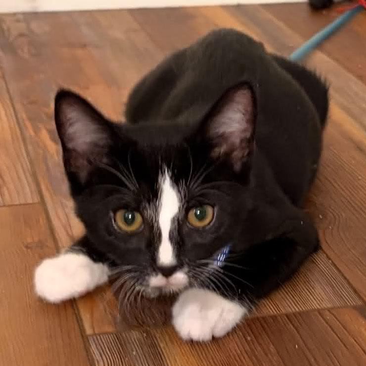 Salem, Adoptable, Kitten Male Tuxedo & Domestic Short Hair.