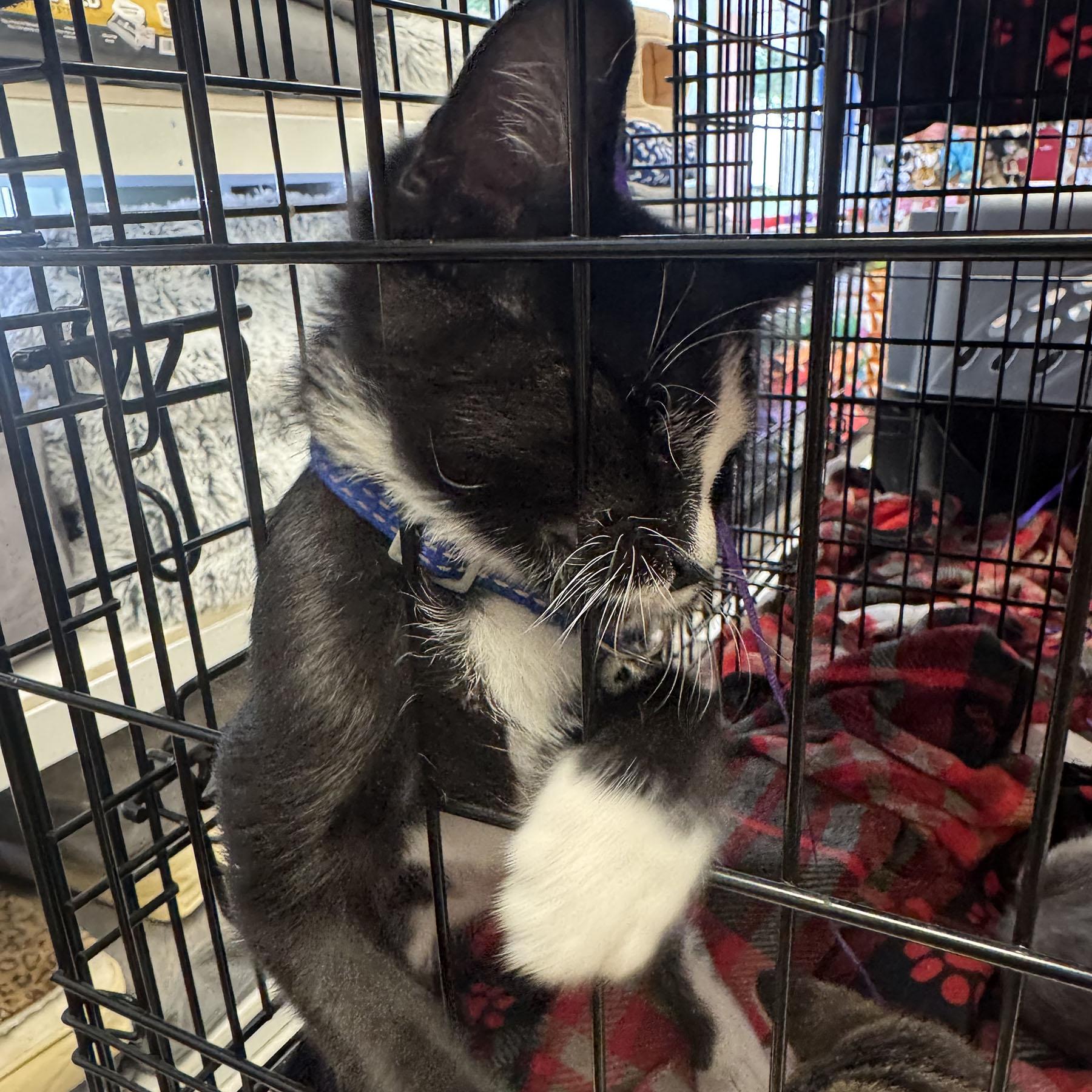 Enlarge Salem, a Adoptable mixed breed in Harrisburg, PA image 6/6