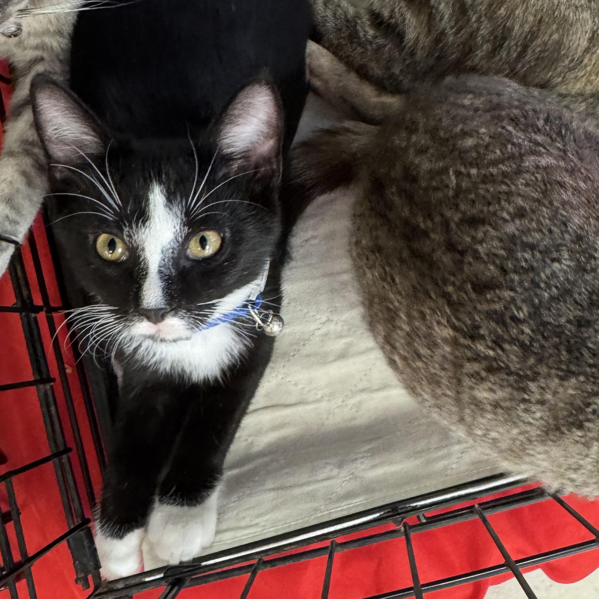 Enlarge Salem, a Adoptable mixed breed in Harrisburg, PA image 2/6