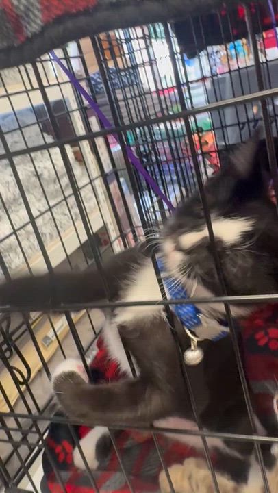 Enlarge Salem, a Adoptable mixed breed in Harrisburg, PA video 4/6