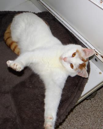 Enlarge Dorothy, a ADOPTABLE mixed breed in Fairfield, IA image 2/2