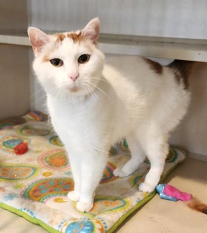 Enlarge Dorothy, a ADOPTABLE mixed breed in Fairfield, IA image 1/2