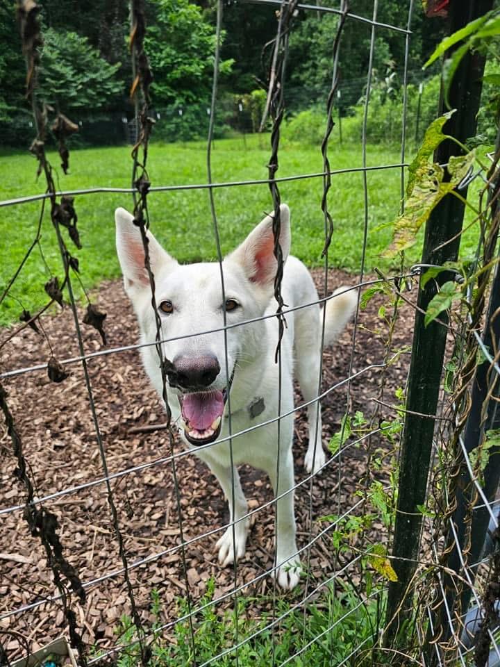 Woody, a Adoptable German Shepherd Dog in Galena , OH image 2/6