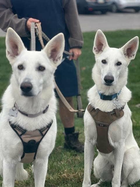 Woody, a Adoptable German Shepherd Dog in Galena , OH image 4/6