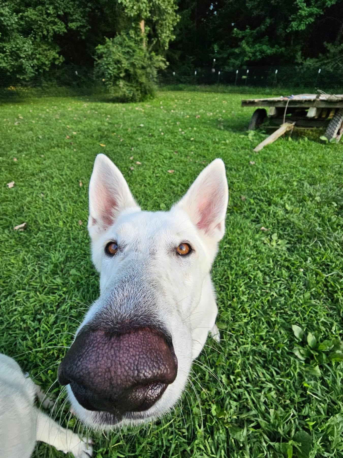 Woody, a Adoptable German Shepherd Dog in Galena , OH image 3/6