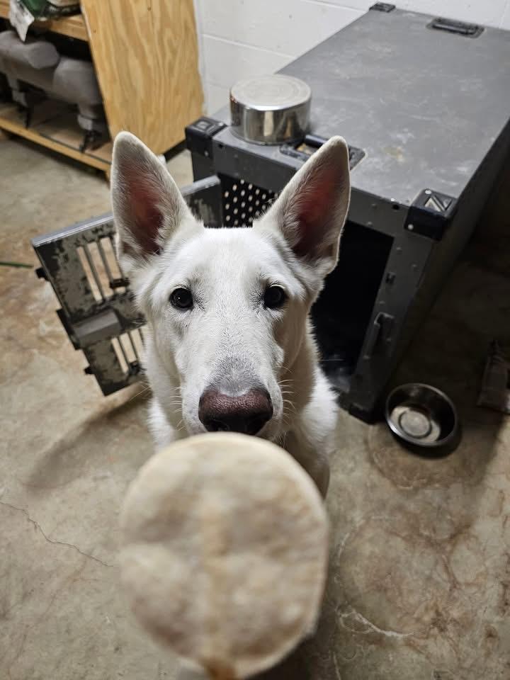 Woody, a Adoptable German Shepherd Dog in Galena , OH image 5/6