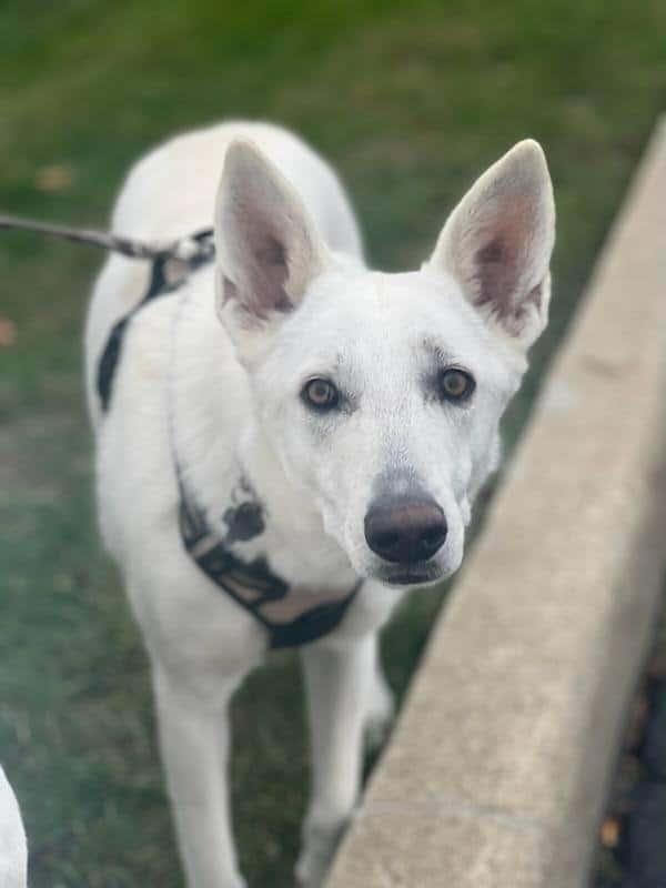 Woody, a Adoptable German Shepherd Dog in Galena , OH image 1/6