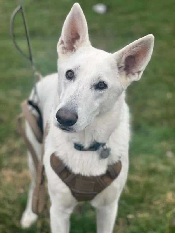 Woody, a Adoptable German Shepherd Dog in Galena , OH image 6/6