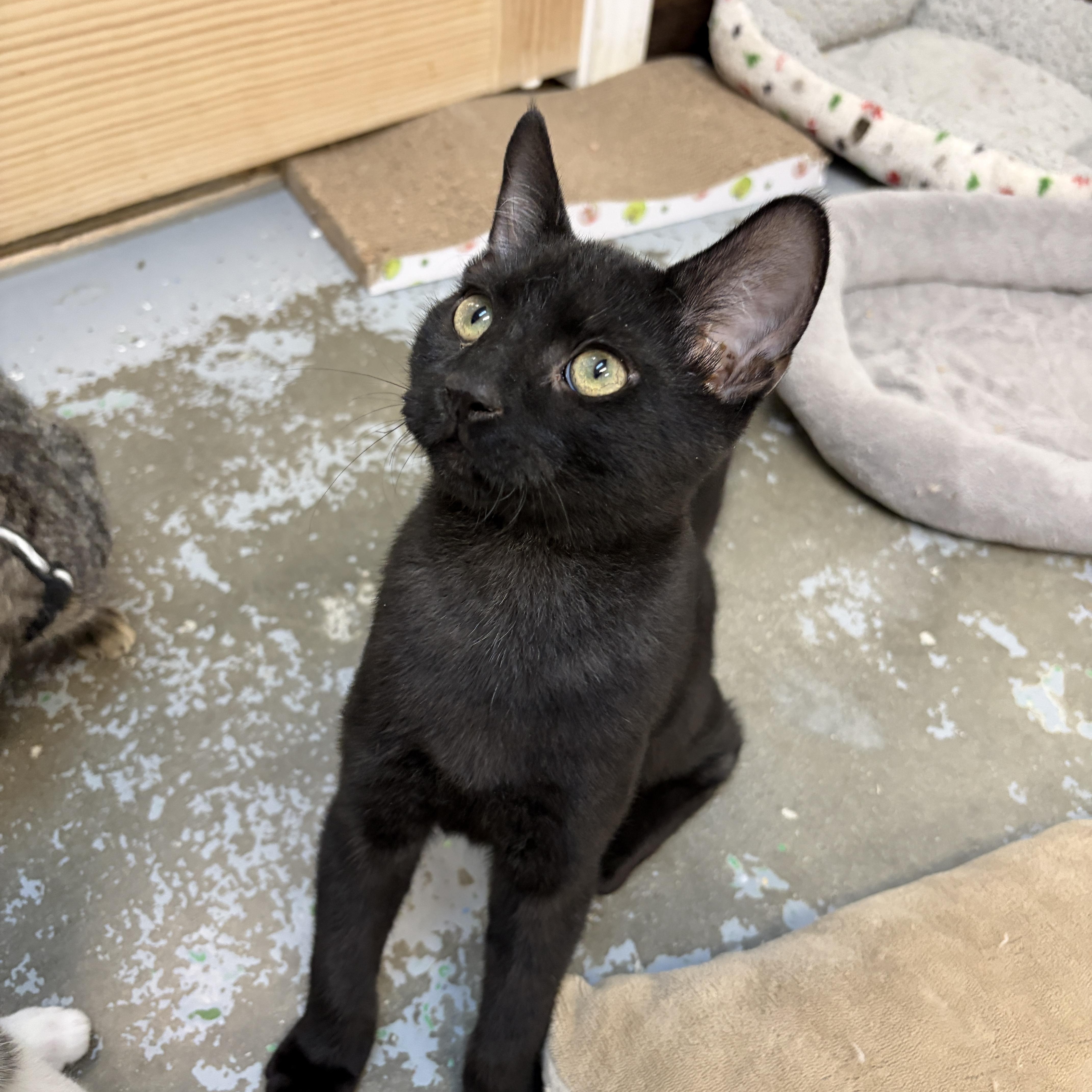 Enlarge Colt, a ADOPTABLE Domestic Short Hair in Perry, GA image 2/2