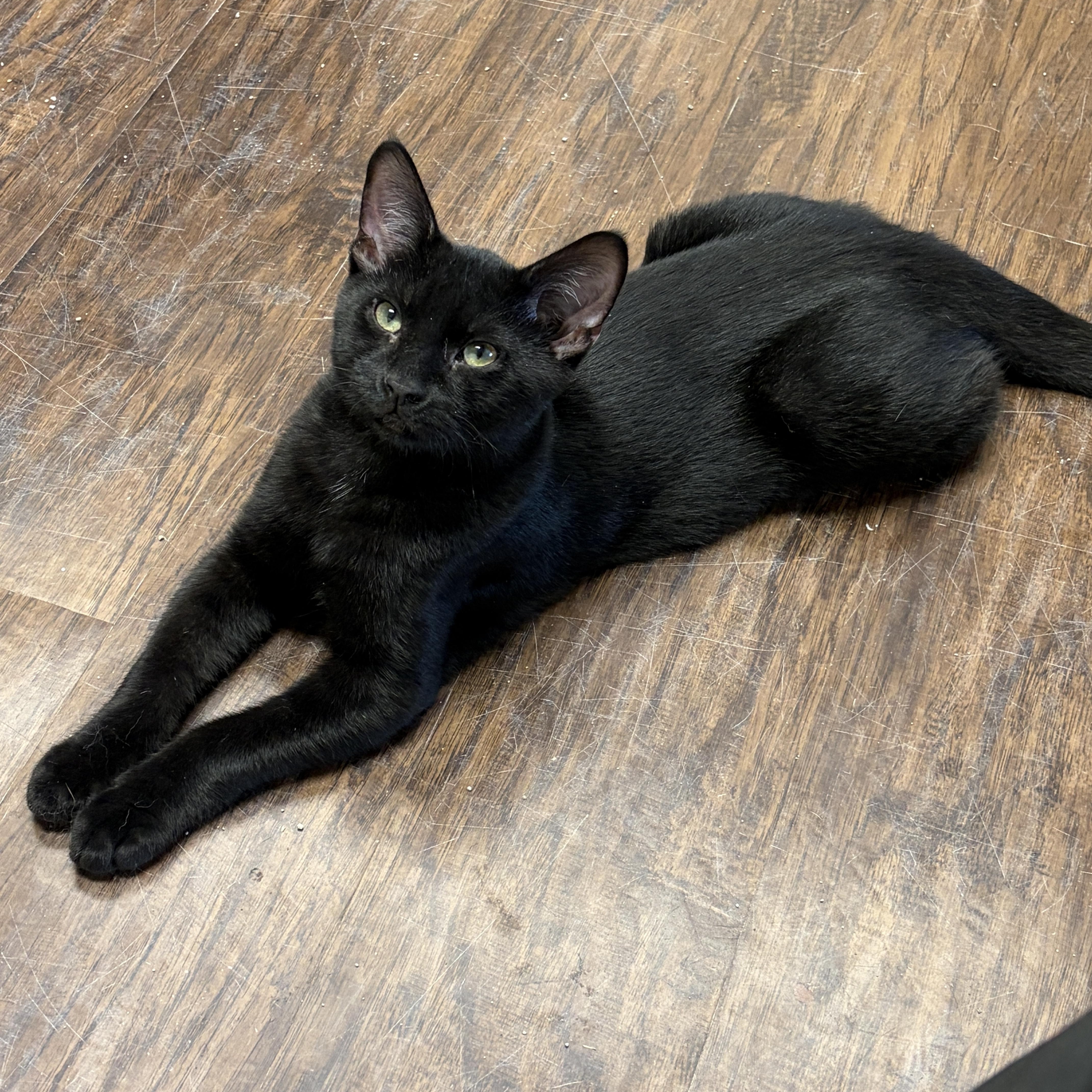 Colt, ADOPTABLE, Kitten Male Domestic Short Hair.