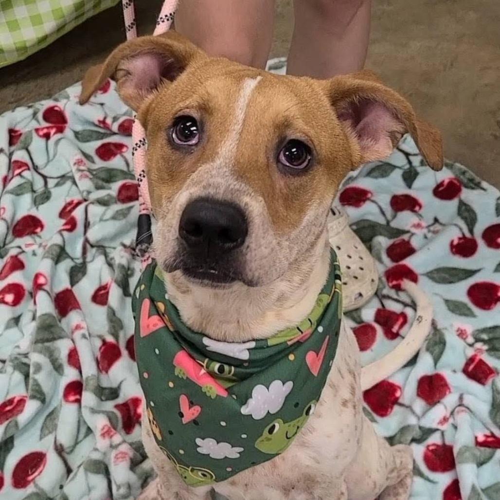 Max, Adoptable, Young Male Cattle Dog & Beagle.