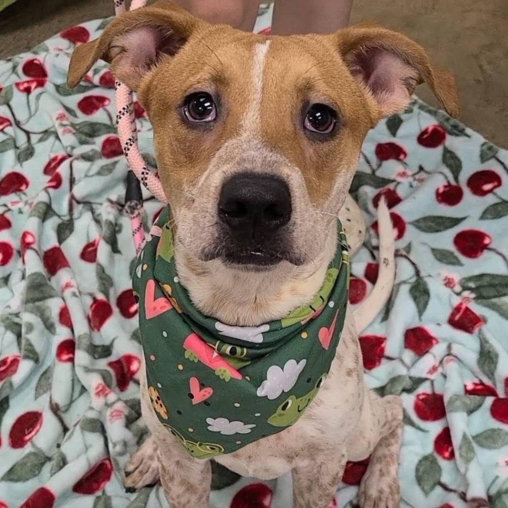 Enlarge Max, a Adoptable mixed breed in Enterprise, AL image 2/2