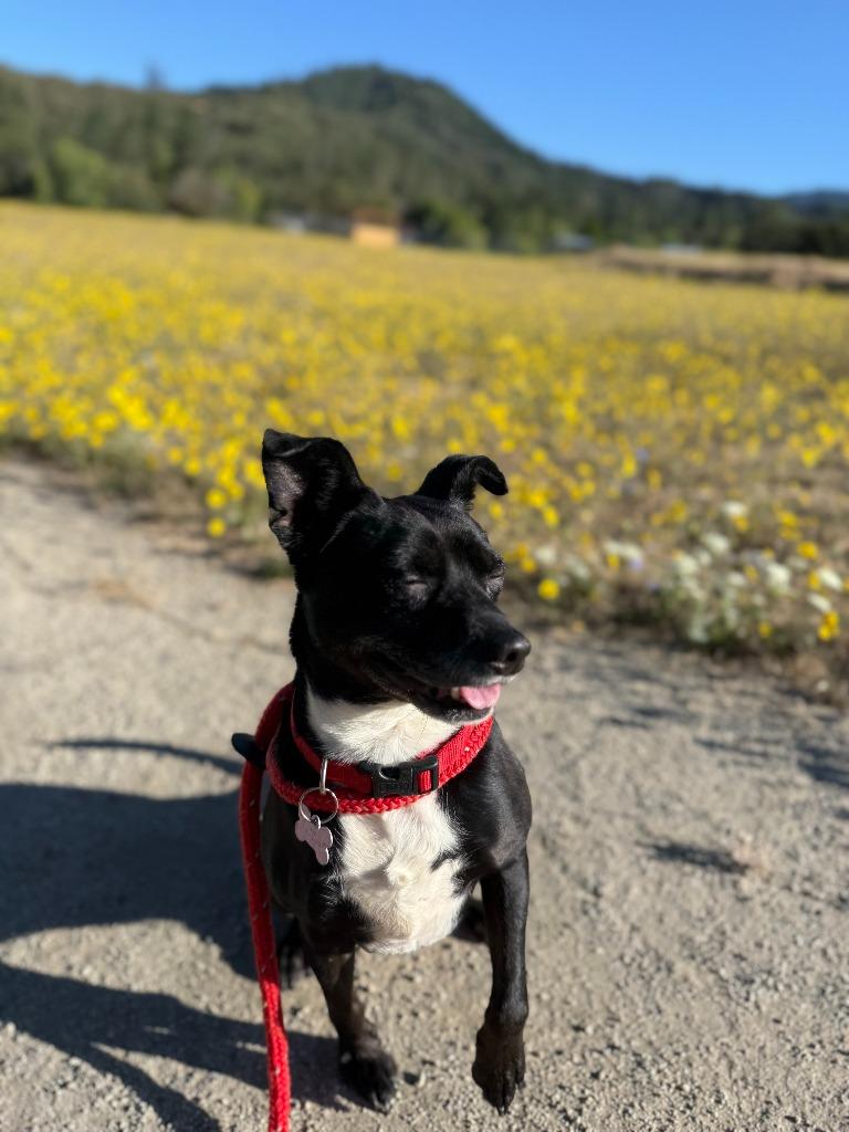 Homer, Adoptable, Adult Male Terrier.