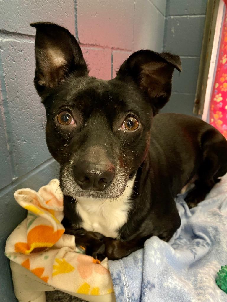 Homer, a Adoptable Terrier in Grants Pass, OR image 1/6
