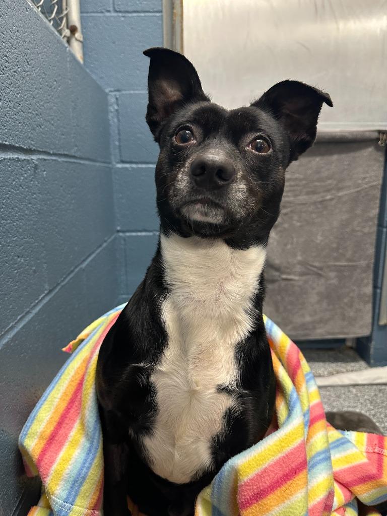 Homer, a Adoptable Terrier in Grants Pass, OR image 2/6