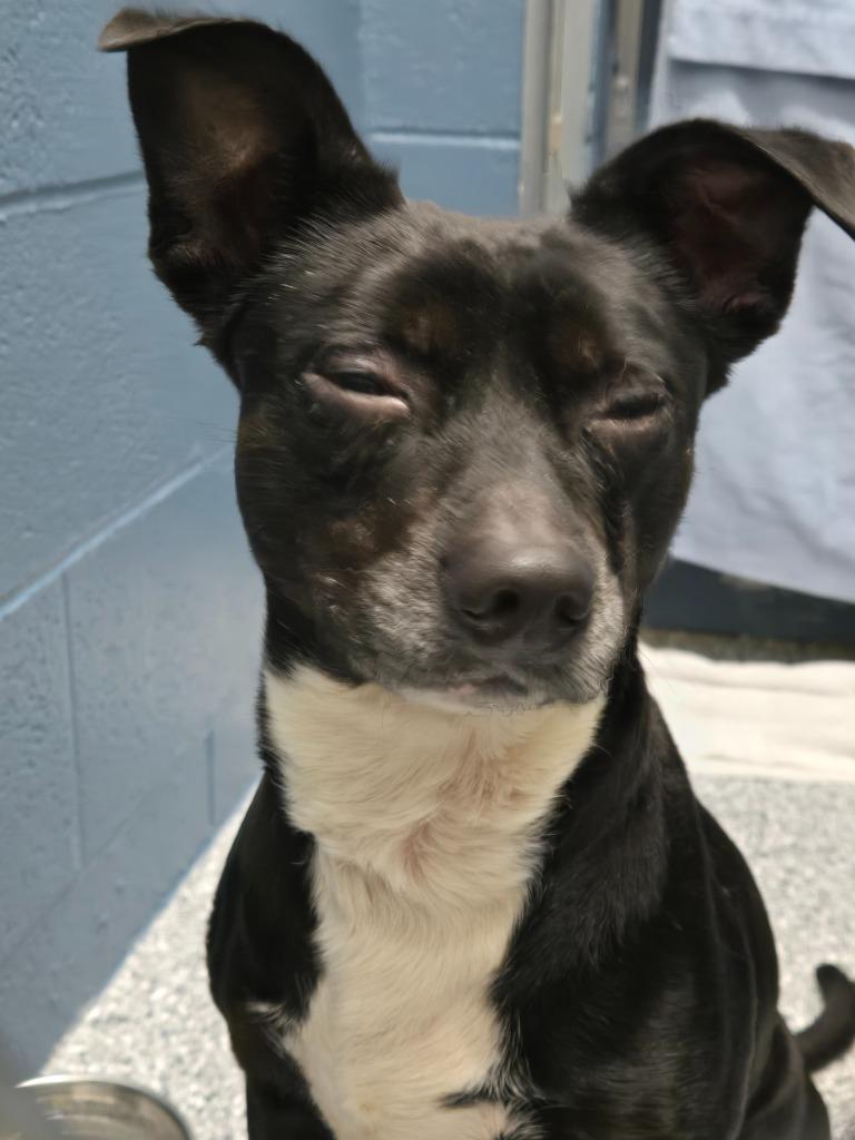 Homer, a Adoptable Terrier in Grants Pass, OR image 3/6