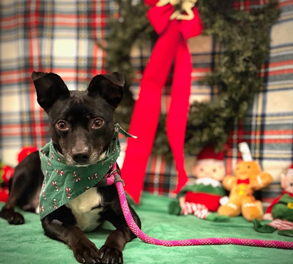 Homer, a Adoptable Terrier in Grants Pass, OR image 4/6