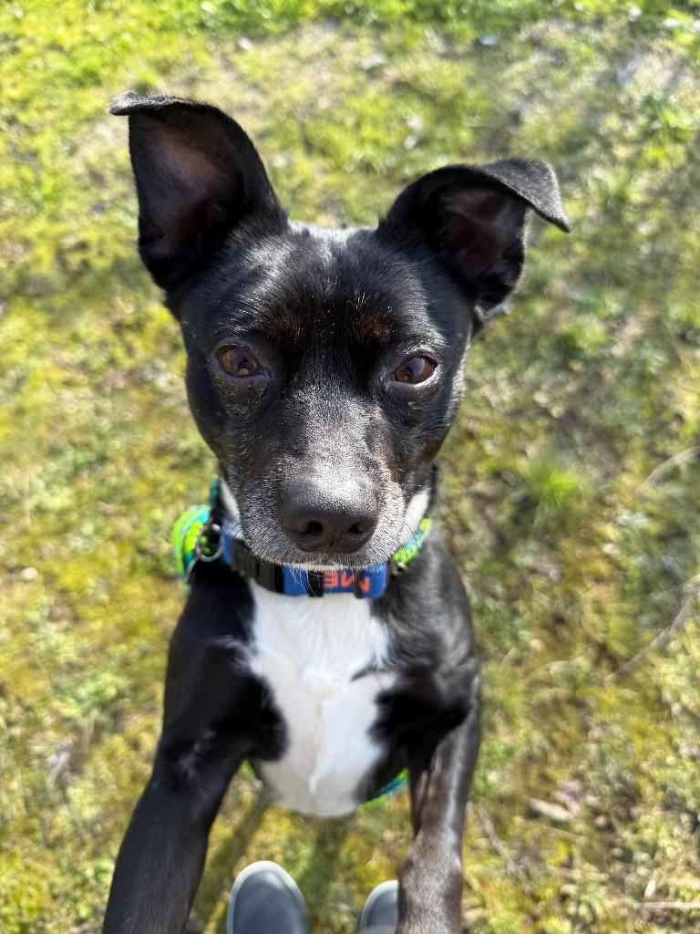 Homer, a Adoptable Terrier in Grants Pass, OR image 5/6