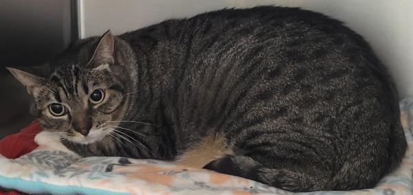 Lily, Adoptable, Adult Female Domestic Short Hair.