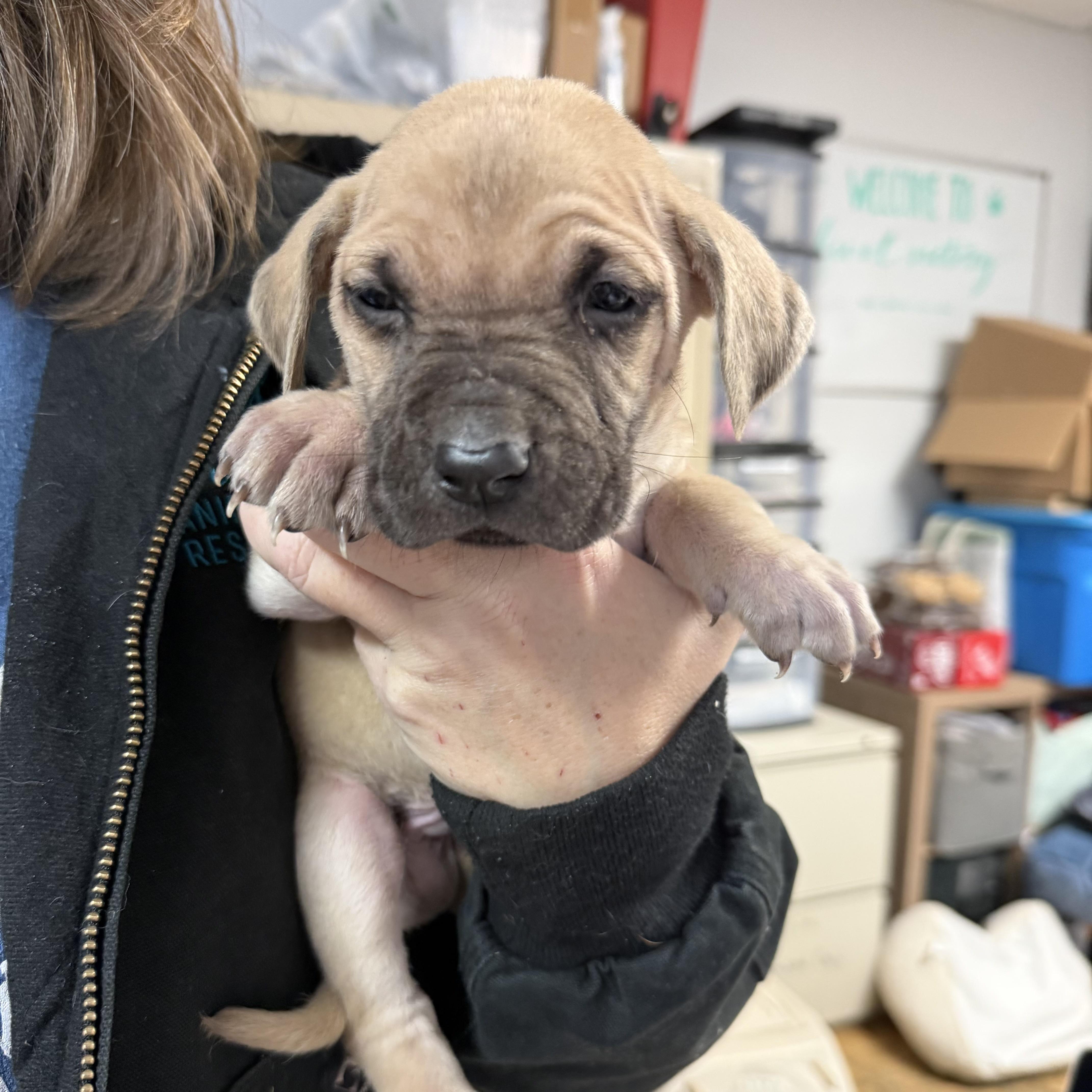 Hawksbill — thumbnail 2