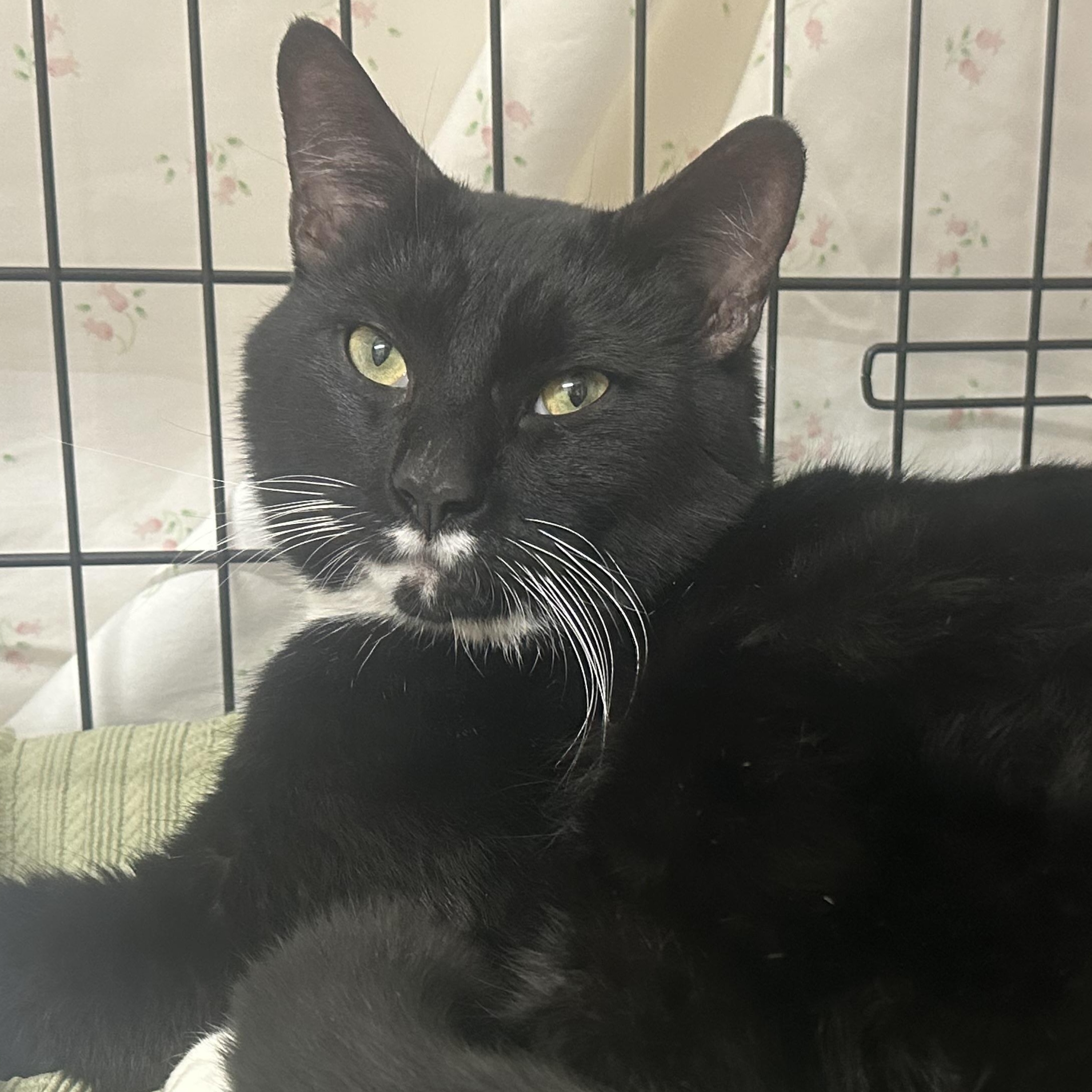 Enlarge Danny , a ADOPTABLE Tuxedo in Clifton, NJ image 5/6