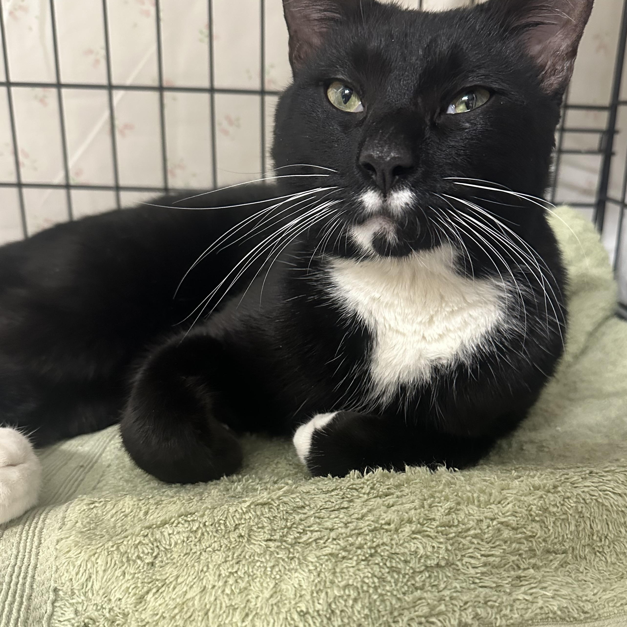 Enlarge Danny , a ADOPTABLE Tuxedo in Clifton, NJ image 4/6
