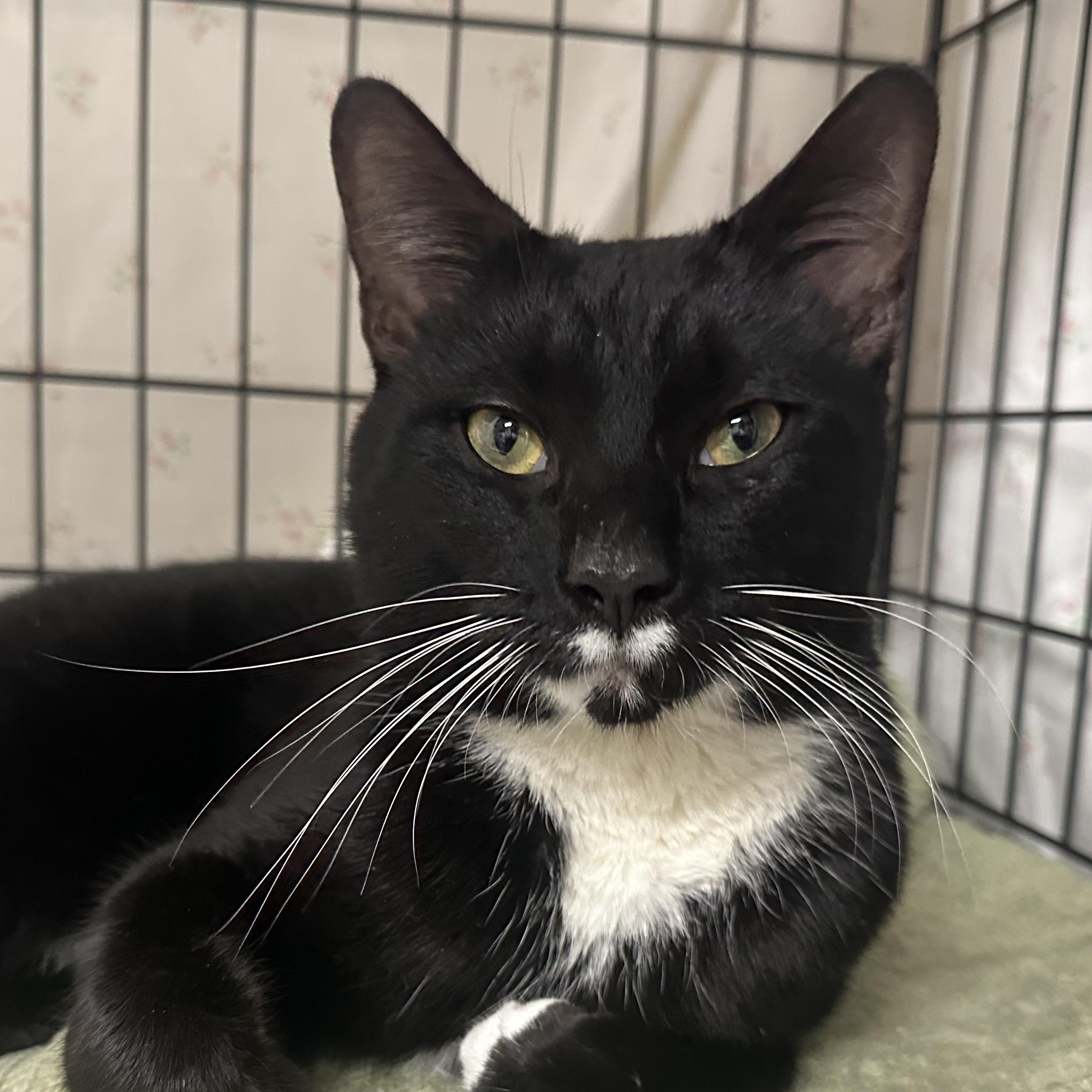 Enlarge Danny , a ADOPTABLE Tuxedo in Clifton, NJ image 1/6