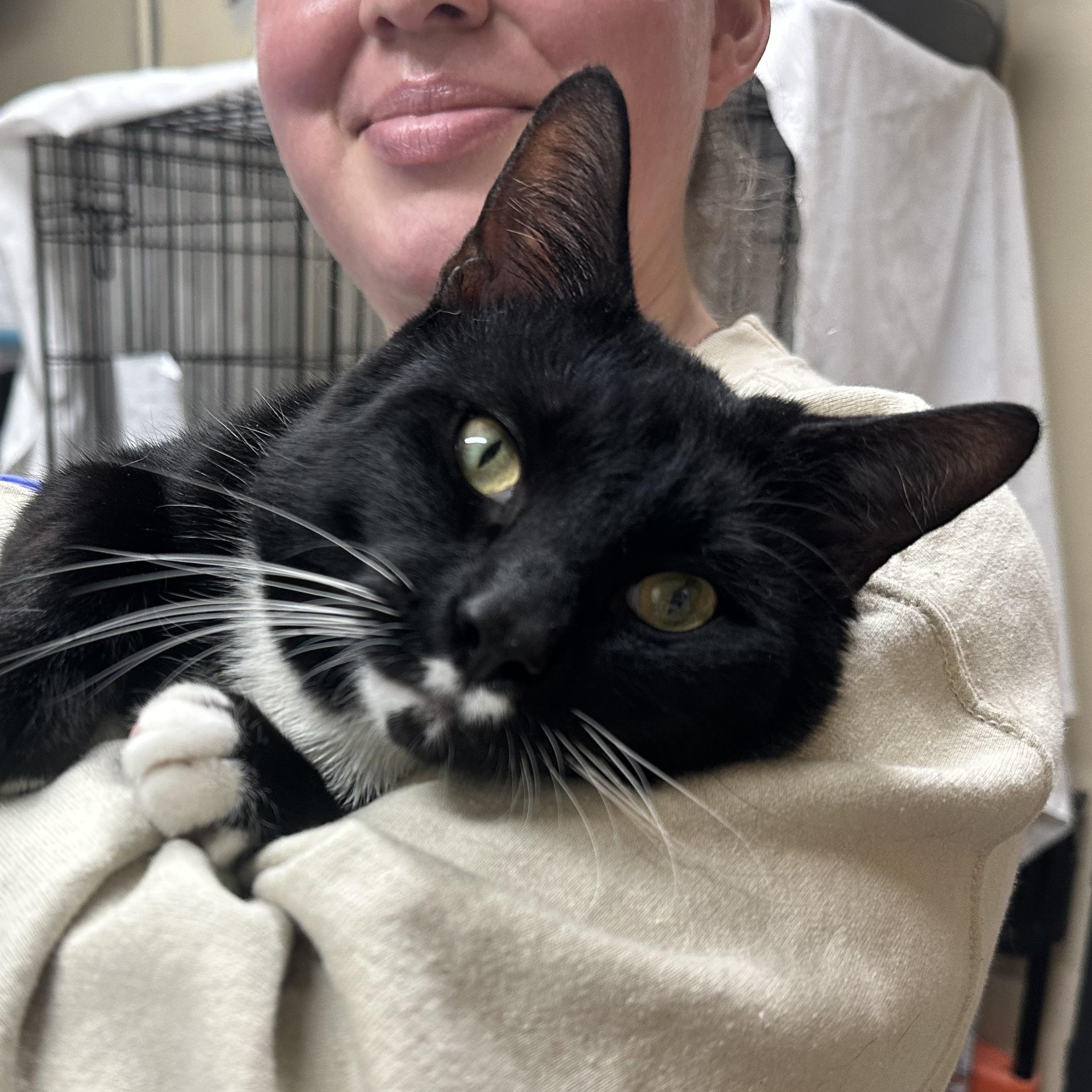 Enlarge Danny , a ADOPTABLE Tuxedo in Clifton, NJ image 6/6