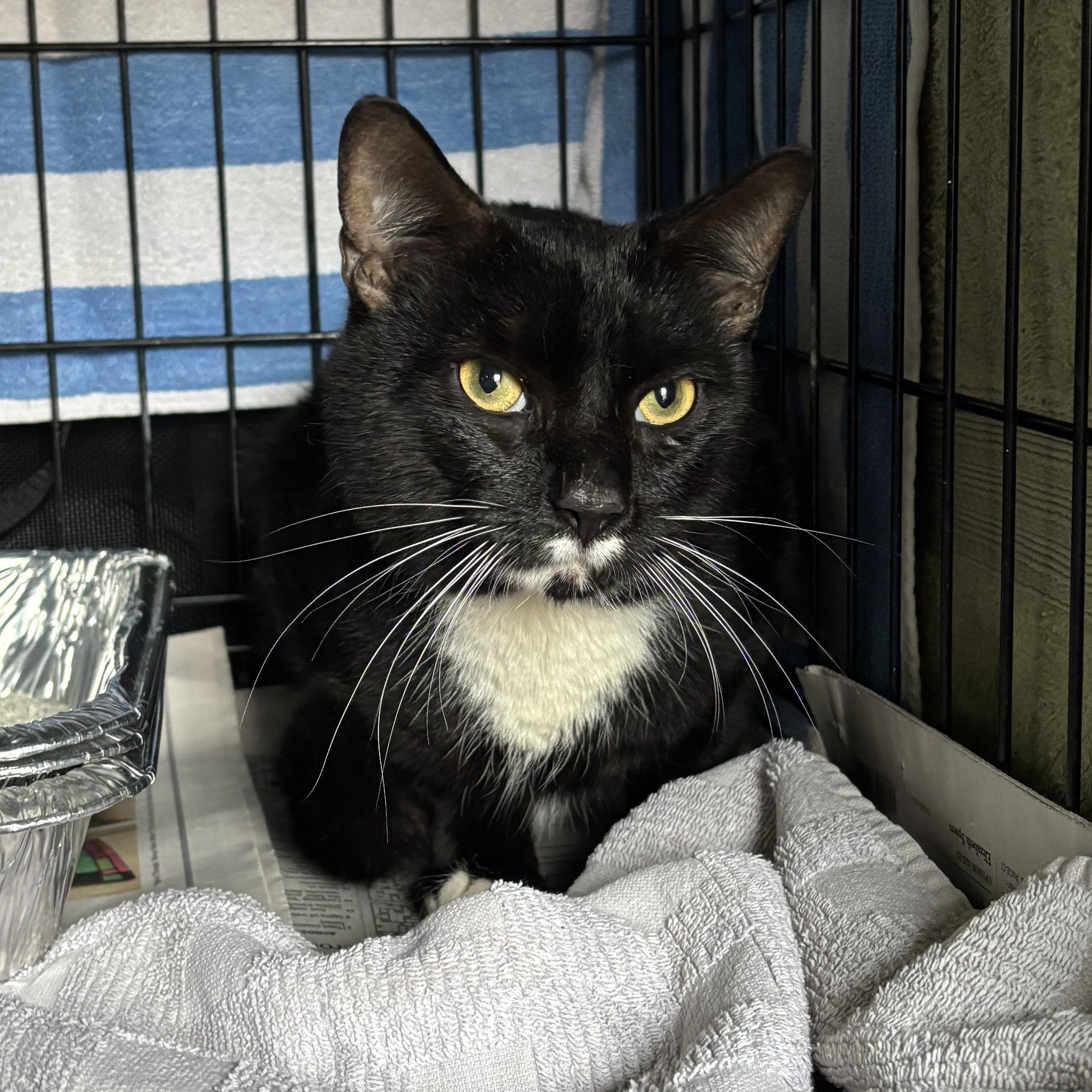 Enlarge Danny , a ADOPTABLE Tuxedo in Clifton, NJ image 2/6