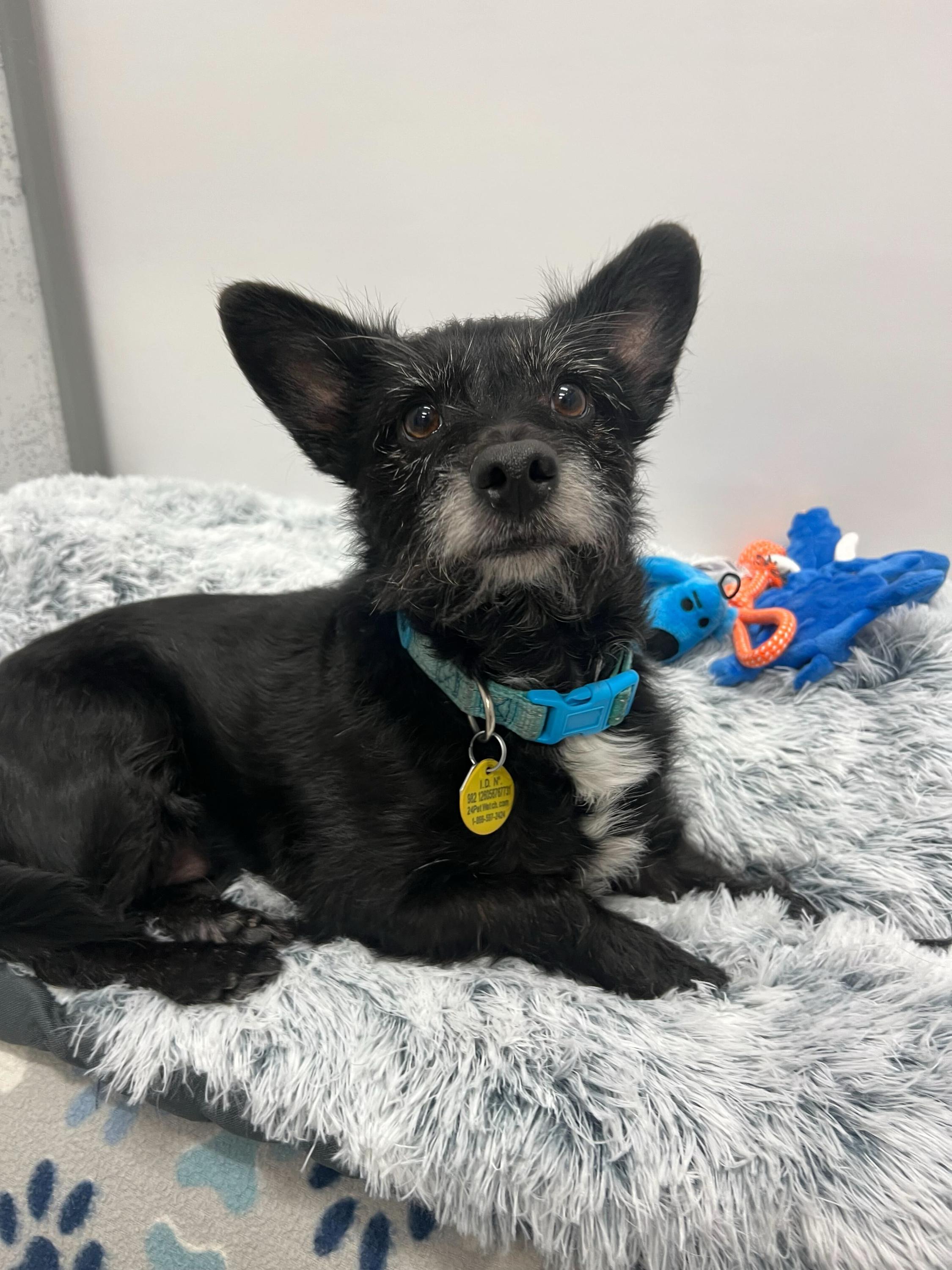 Mr whiskers , ADOPTABLE, Senior Male Chihuahua.