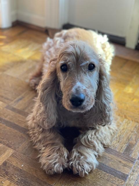 Enlarge Monty -Courtesy Post/Winston Salem, NC, a Adopted Cocker Spaniel in Kannapolis, NC image 1/3