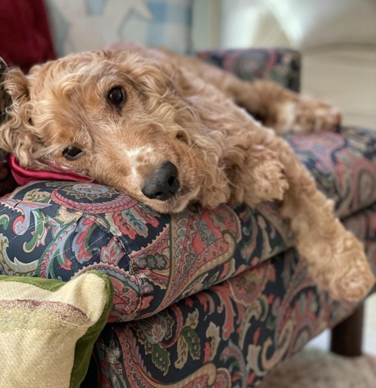 Enlarge Monty -Courtesy Post/Winston Salem, NC, a Adopted Cocker Spaniel in Kannapolis, NC image 2/3
