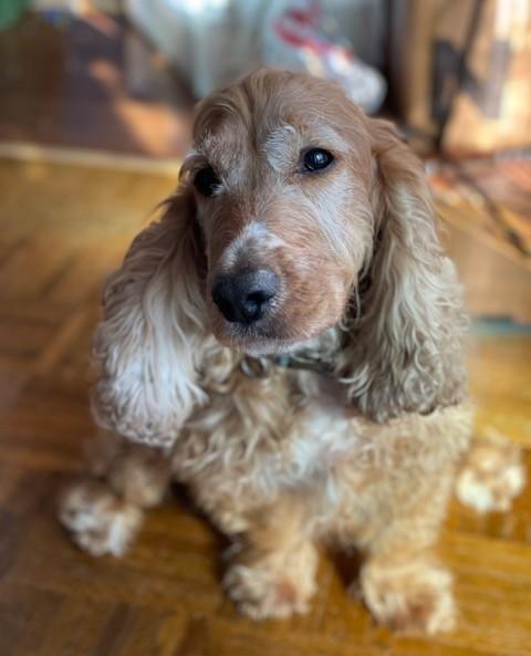 Enlarge Monty -Courtesy Post/Winston Salem, NC, a Adopted Cocker Spaniel in Kannapolis, NC image 3/3