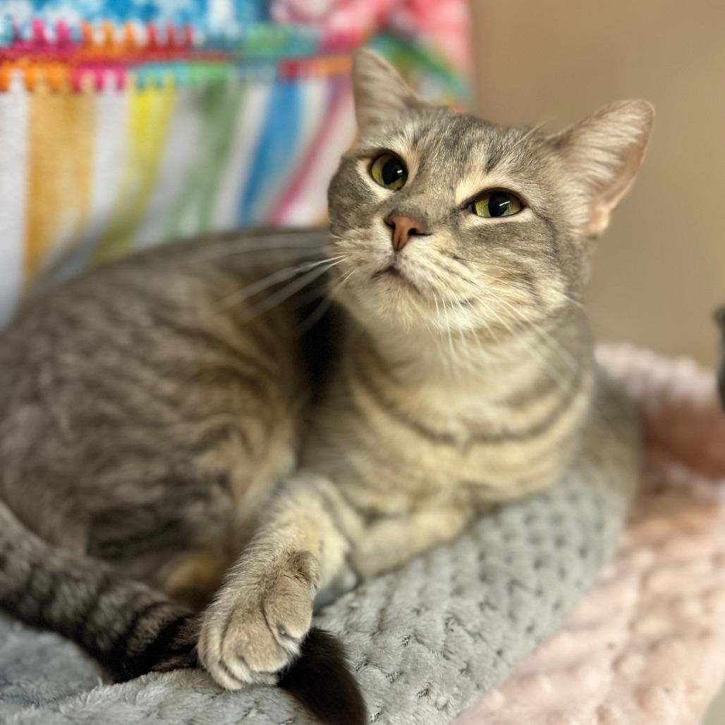 Enlarge Ripley, a Adoptable Domestic Short Hair in Madison, WI image 2/2