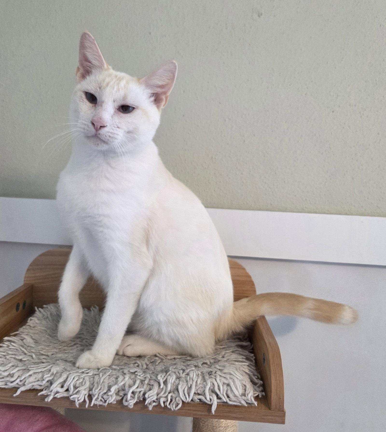 Enlarge Flame, a Adopted Siamese in Magnolia Springs, AL image 1/3