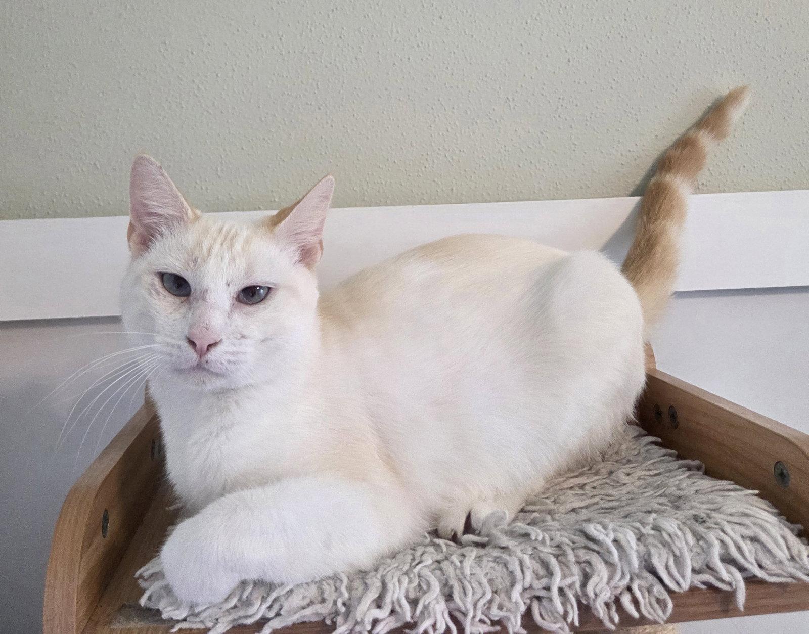Enlarge Flame, a Adopted Siamese in Magnolia Springs, AL image 2/3